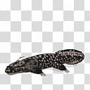 Spore creature Melanerpeton transparent background PNG clipart