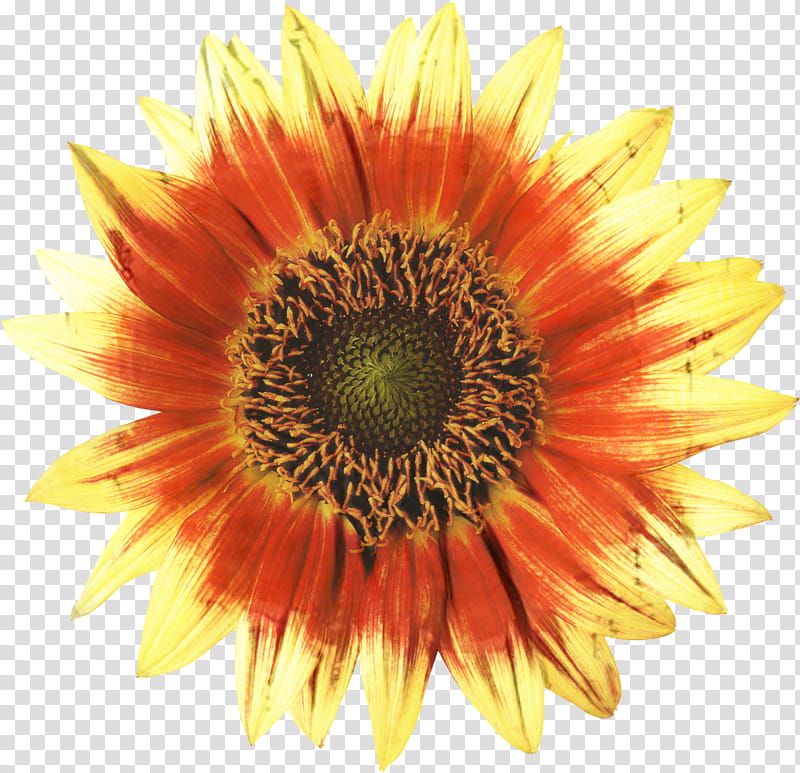 Flowers, Common Sunflower, Painting, Cut Flowers, Chrysanthemum, Indian Blanket, Petal, Composition transparent background PNG clipart