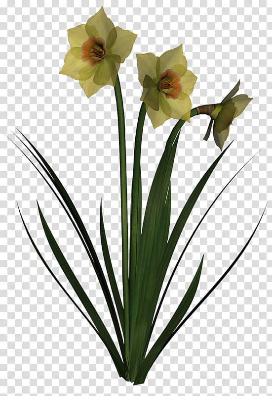 Flowers, Amaryllis, Jersey Lily, Cut Flowers, Flowerpot, Narcissus, Plant Stem, Plants transparent background PNG clipart