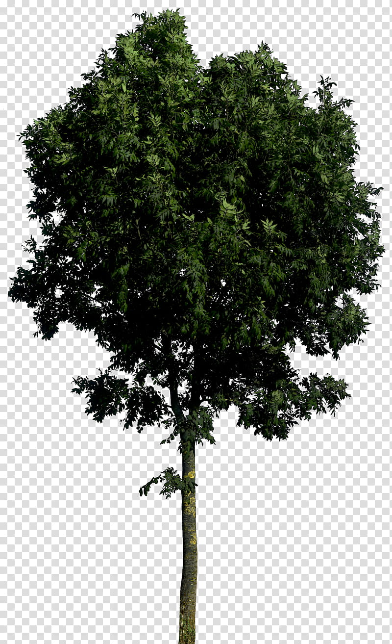 Tree  HQ, green leaf tree transparent background PNG clipart