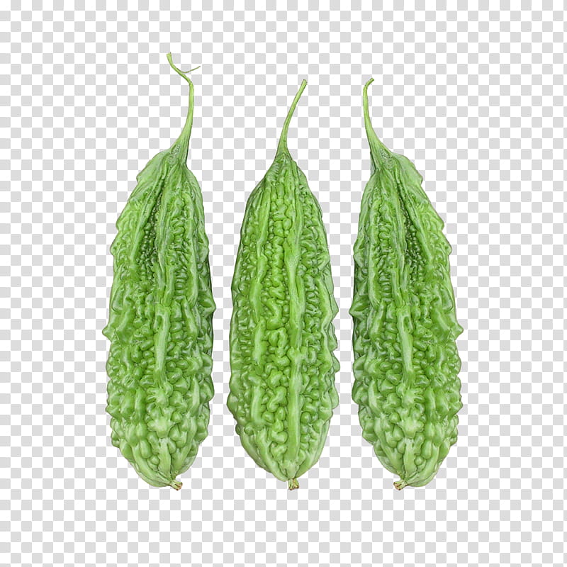 bitter melon clipart