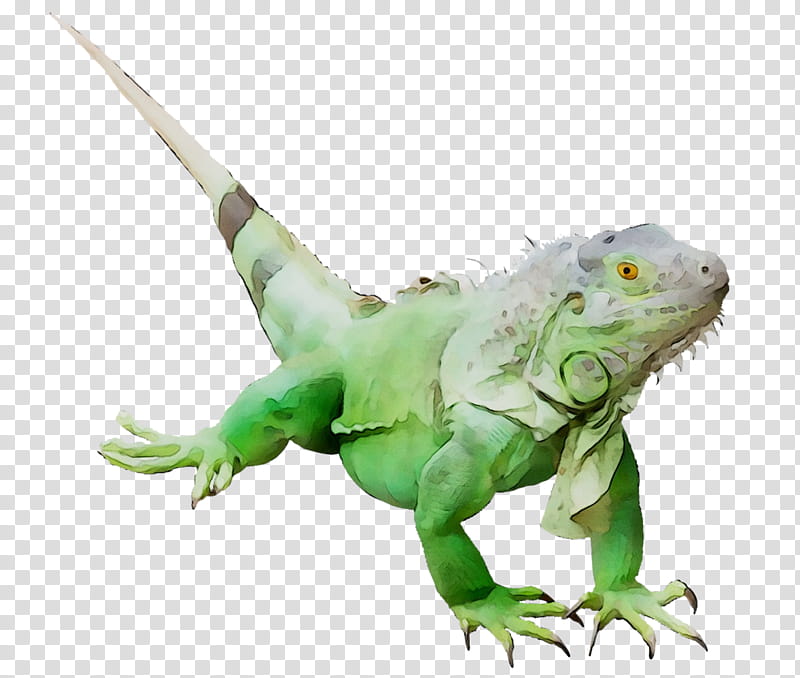 Animal, Iguanas, Green Iguana, Color, Lizard, Reptile, Iguanidae, Iguania transparent background PNG clipart