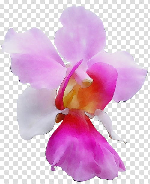 Purple Watercolor Flower, Paint, Wet Ink, Crimson Cattleya, Christmas Orchid, Orchids, Moth Orchids, Cattleya Percivaliana transparent background PNG clipart