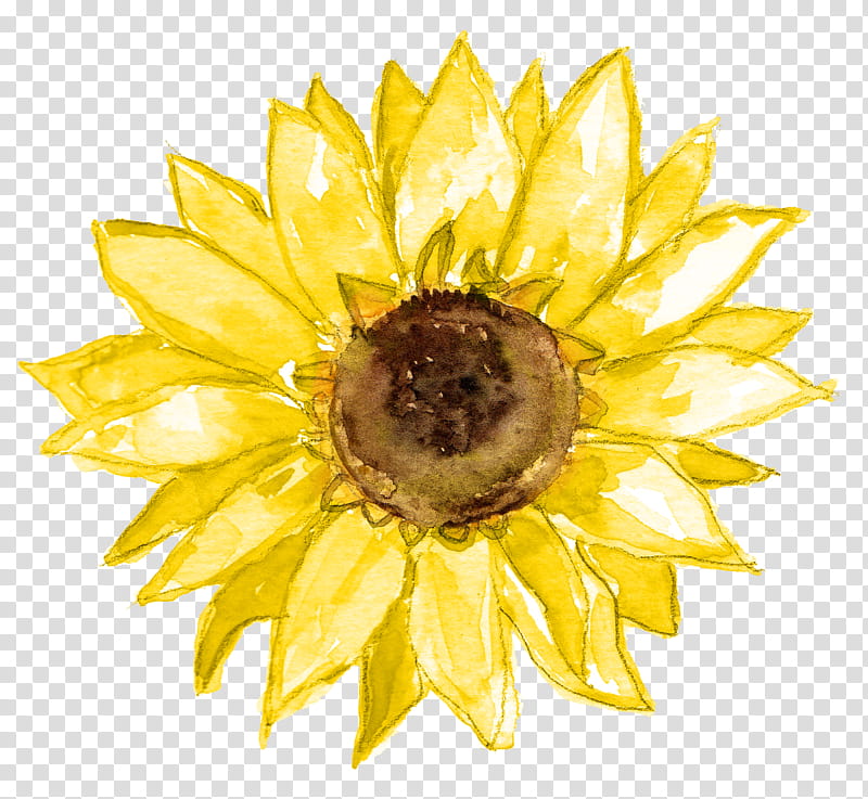 Flower, , Royaltyfree, Common Sunflower, , Sunflowers, Yellow, Petal transparent background PNG clipart