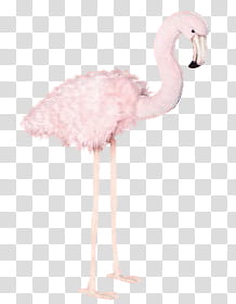 P, pink flamingo transparent background PNG clipart