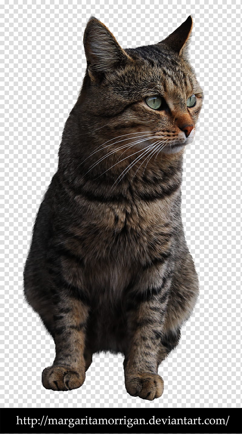 Cat, sitting gray tabby cat screenshot transparent background PNG clipart