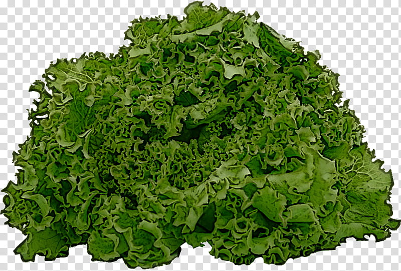 leaf vegetable leaf vegetable plant iceburg lettuce, Food, Flower, Herb transparent background PNG clipart