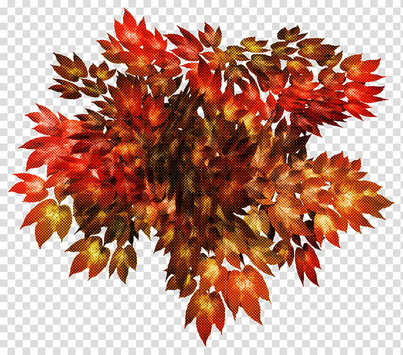Plane, Sweet Gum, Plant, Leaf, Tree, Flower, Soapberry Family transparent background PNG clipart