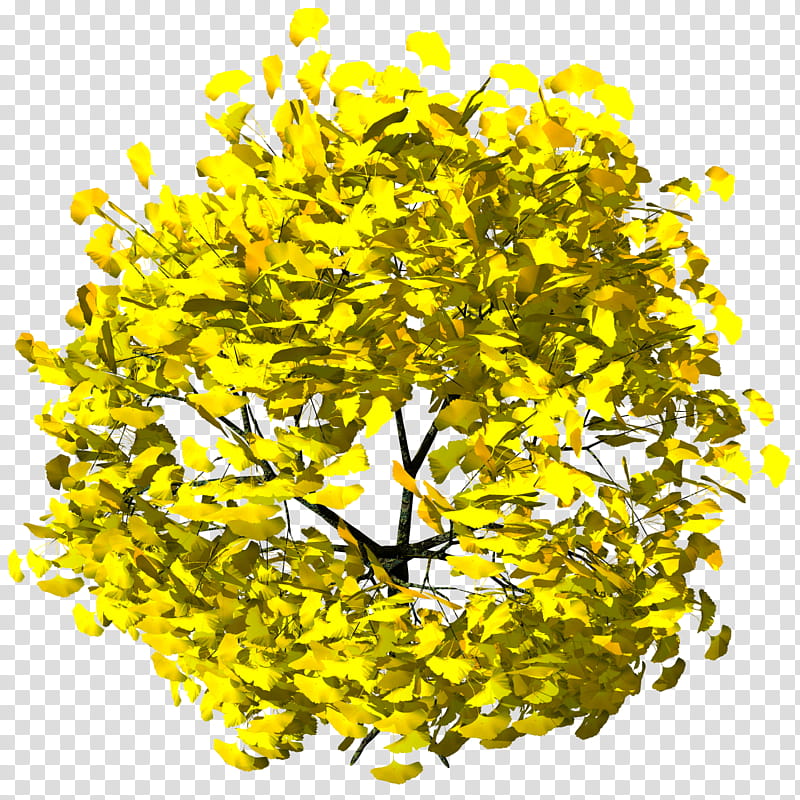 Ichou Ginkgo Biloba TIF, yellow-leafed plant transparent background PNG clipart