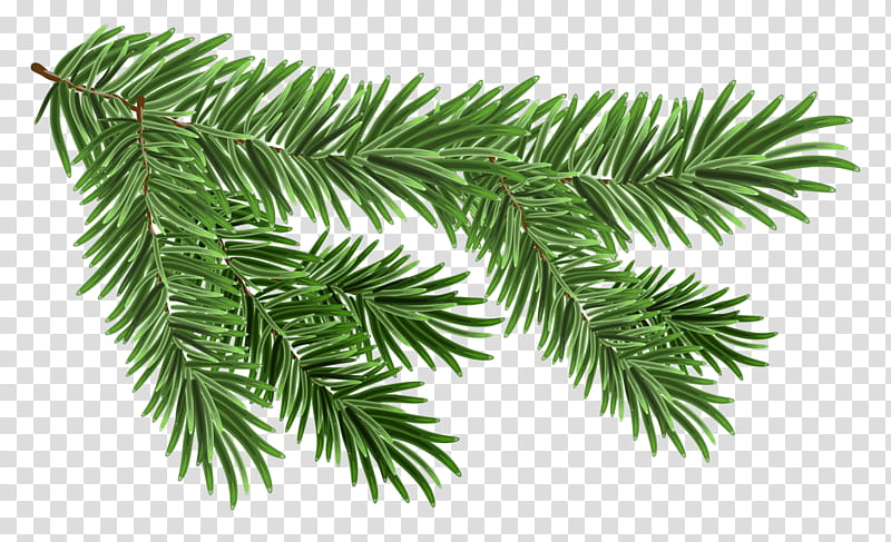 Christmas Resource , green Christmas tree leaf transparent background PNG clipart