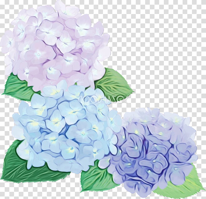 Floral Flower, Hydrangea, Cut Flowers, Floral Design, Flower Bouquet, Hydrangea M Plant, Petal, Common Lilac transparent background PNG clipart