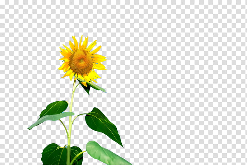 Floral Flower, Sunflower, Bloom, Common Sunflower, Daisy Family, Sunflower Seed, Red Sunflower, Perennial Sunflower transparent background PNG clipart