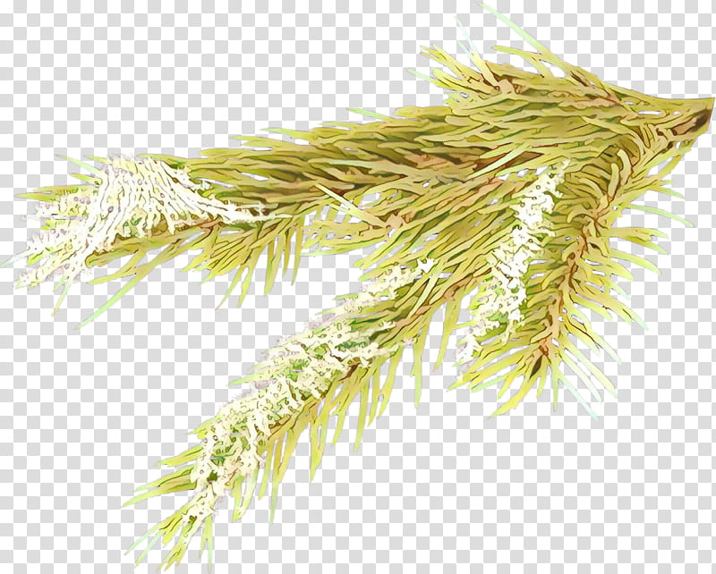white pine plant grass red pine tree, Shortstraw Pine, Grass Family, Branch, Pine Family transparent background PNG clipart