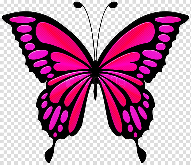 moths and butterflies butterfly cynthia (subgenus) insect pink, Cynthia Subgenus, Papilio Machaon, Pollinator, Swallowtail Butterfly transparent background PNG clipart