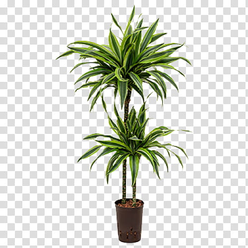 Palm Tree, Dracaena Fragrans, Dracaena Reflexa Var Angustifolia, Houseplant, Dragon Tree, Palm Trees, Plants, Spineless Yucca transparent background PNG clipart