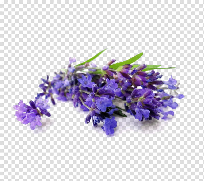 Flowers, Perfume, Herb, Toner, Shampoo, English Lavender, Herbal Distillate, Facial transparent background PNG clipart