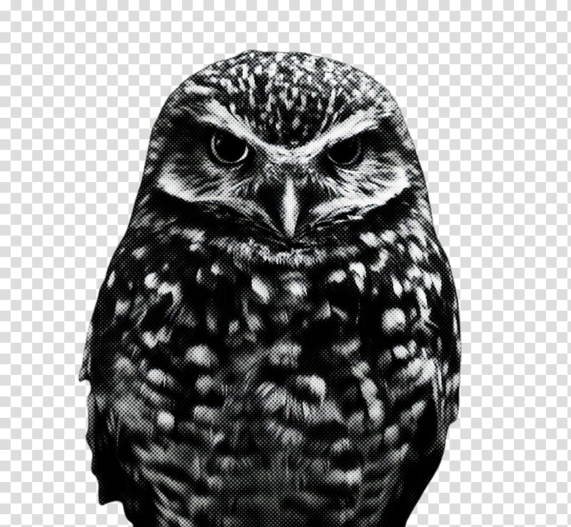 owl bird bird of prey black beak, Wildlife, Blackandwhite, Screech Owl transparent background PNG clipart