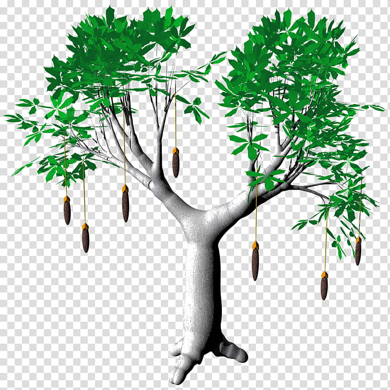 Fruit Baobab Adansonia TIF, green tree transparent background PNG clipart