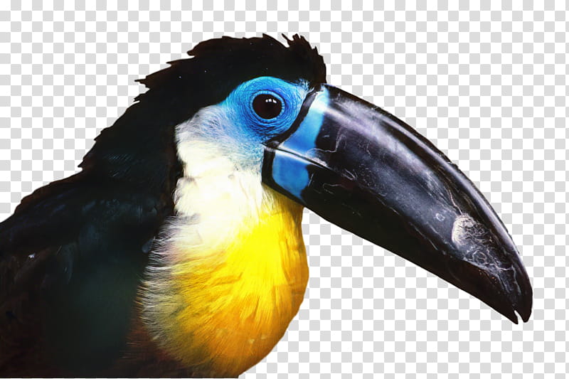 Hornbill Bird, Toucan, Beak, Feather, Piciformes, Coraciiformes transparent background PNG clipart