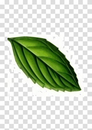 Mint Leaf, Peppermint, Apple Mint, Plant transparent background PNG clipart thumbnail