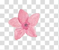 Crystals Flowers, pink flower isolated on black background transparent background PNG clipart