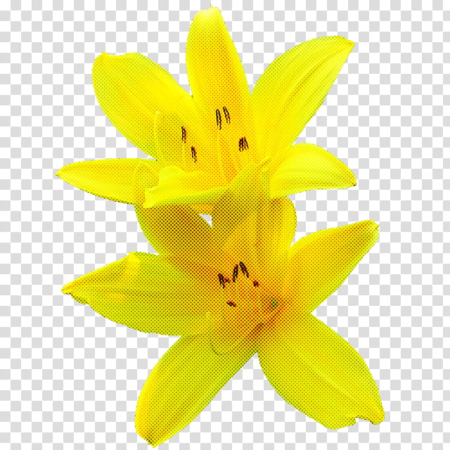 yellow petal flower plant lily, Lily Family, Daylily transparent background PNG clipart