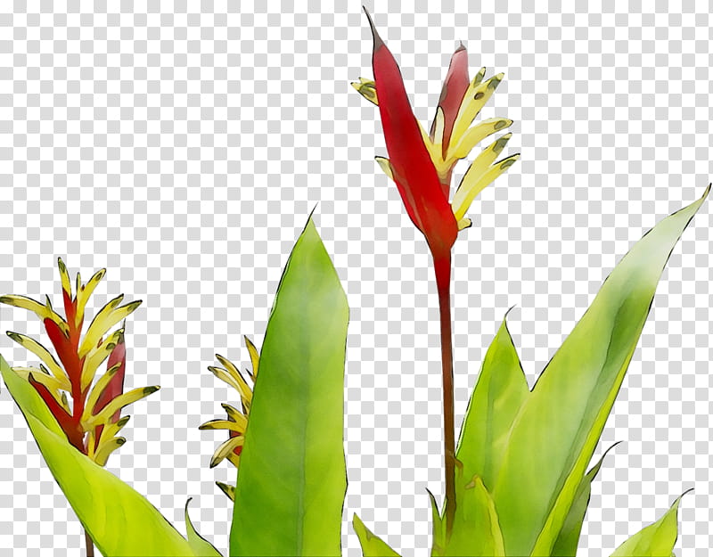 Bird Of Paradise, Plant Stem, Leaf, Bud, Canna, Grasses, Plants, Flower transparent background PNG clipart