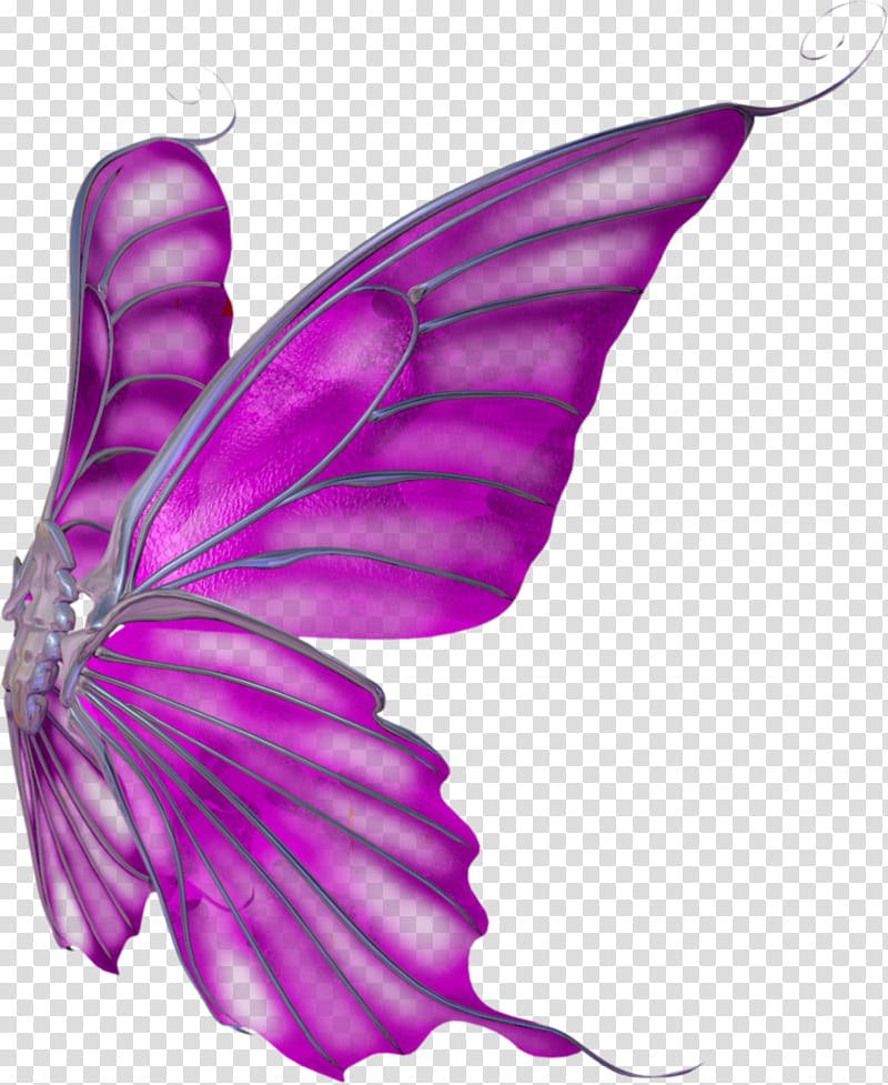 Colored Wings transparent background PNG clipart