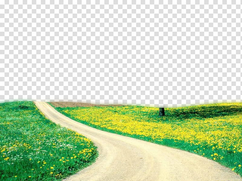 Green nature transprent file free use, yellow flowers along side road transparent background PNG clipart