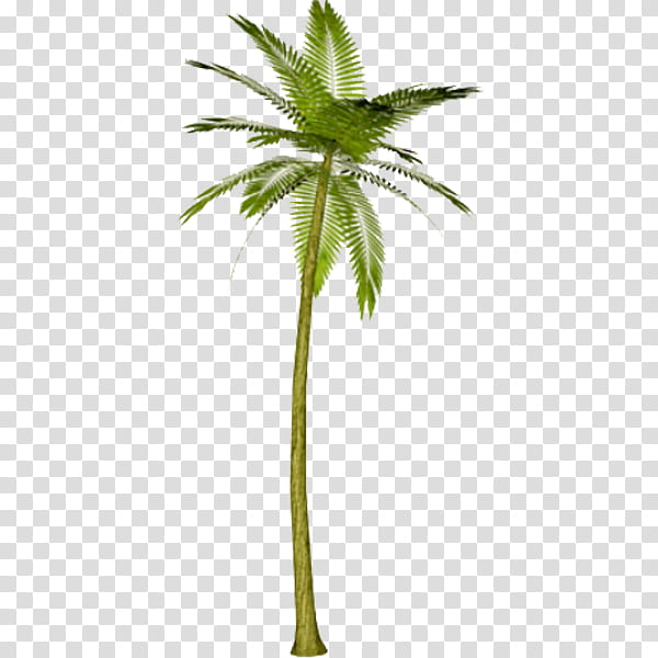 Jungle s, green palm plant screengrab transparent background PNG clipart