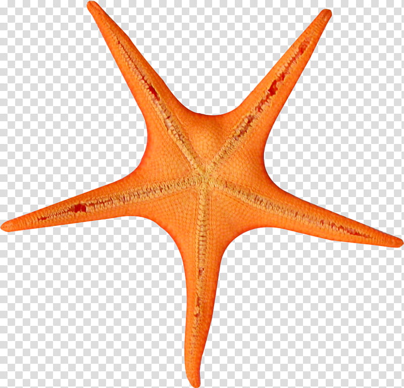 Cartoon Stars, Starfish, Brittle Stars, Basket Stars, Orange transparent background PNG clipart