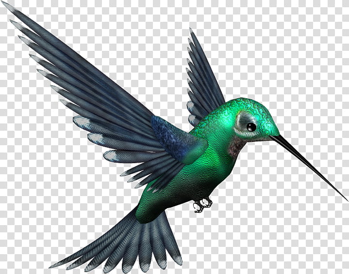 Green Humming Bird, green and black hummingbird illustration transparent background PNG clipart