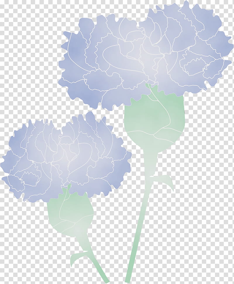 cloud leaf plant flower carnation, Mothers Day Carnation, Mothers Day Flower, Watercolor, Paint, Wet Ink, Hydrangea, Meteorological Phenomenon transparent background PNG clipart