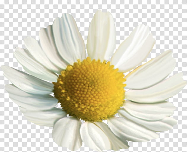 Chamomile, white daisy transparent background PNG clipart