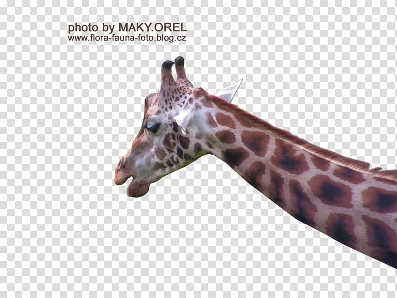 SET Giraffe head, giraffe illusration transparent background PNG clipart