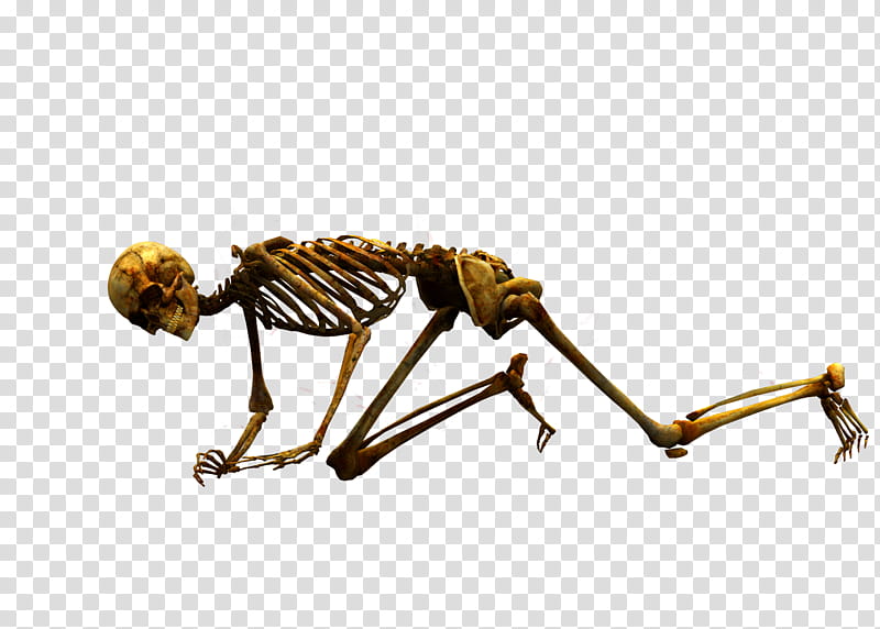 E S Bones II, crawling skeleton transparent background PNG clipart