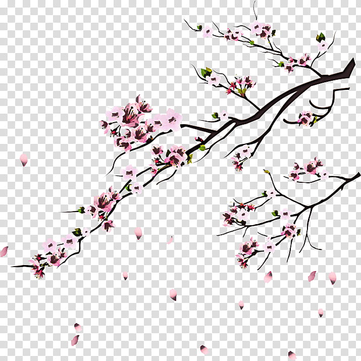 Cherry blossom, Branch, Flower, Pink, Plant, Pedicel, Twig, Spring transparent background PNG clipart