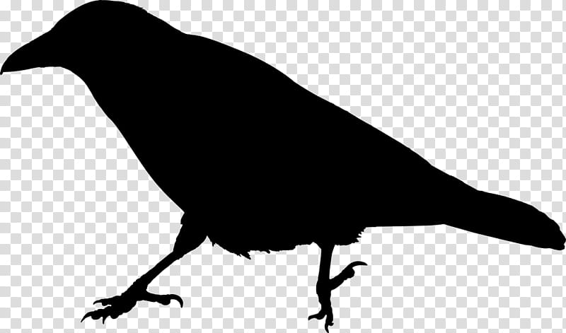 Robin Bird, Common Raven, Silhouette, Crow, Crows, Crow Family, Beak, New Caledonian Crow transparent background PNG clipart