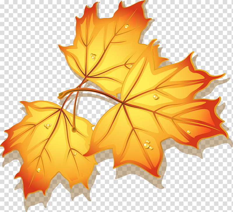 LIGHT, red and yellow maple leaf transparent background PNG clipart