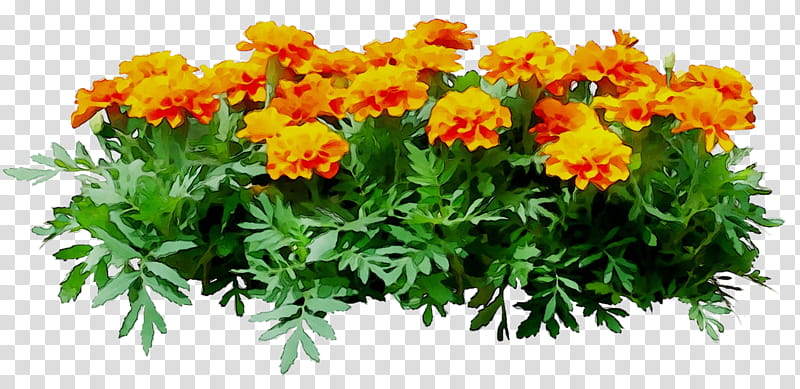 Flowers, Chrysanthemum, Annual Plant, Herbaceous Plant, Cut Flowers, Plants, Tagetes, Tagetes Patula transparent background PNG clipart