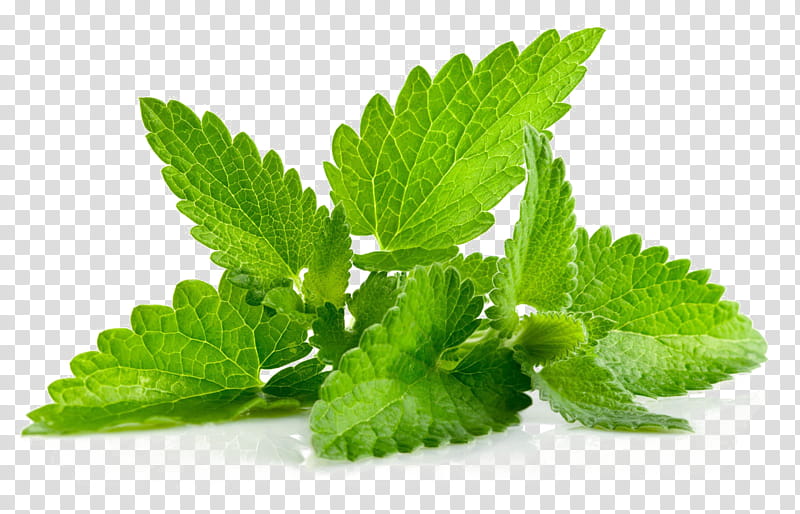 leaf plant herb mint herbal, Lemon Balm, Spearmint, Flower, Peppermint, Stevia Rebaudiana transparent background PNG clipart