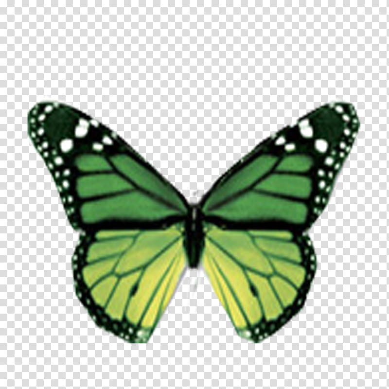 Mariposas, butterfly transparent background PNG clipart