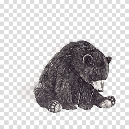 Nuevos Sorpresita  , black bear transparent background PNG clipart