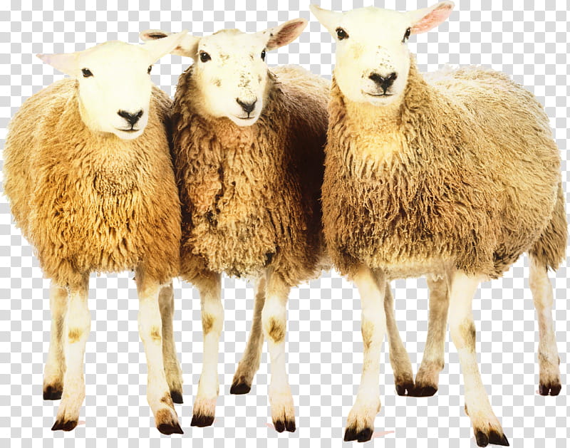 Llama, Sheep, Oeynhausen, Scottish Blackface, Journey Planner, Goat, Animal Husbandry, Bad Driburg transparent background PNG clipart