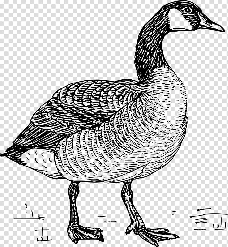 Bird Line Drawing, Goose, Duck, Line Art, Beak, Animal, Feather, Water Bird transparent background PNG clipart