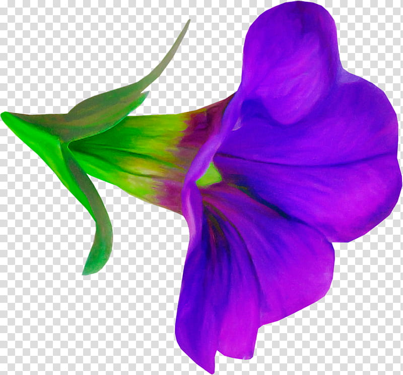 purple violet petal flower plant, Sweet Pea, Iris, Cut Flowers transparent background PNG clipart