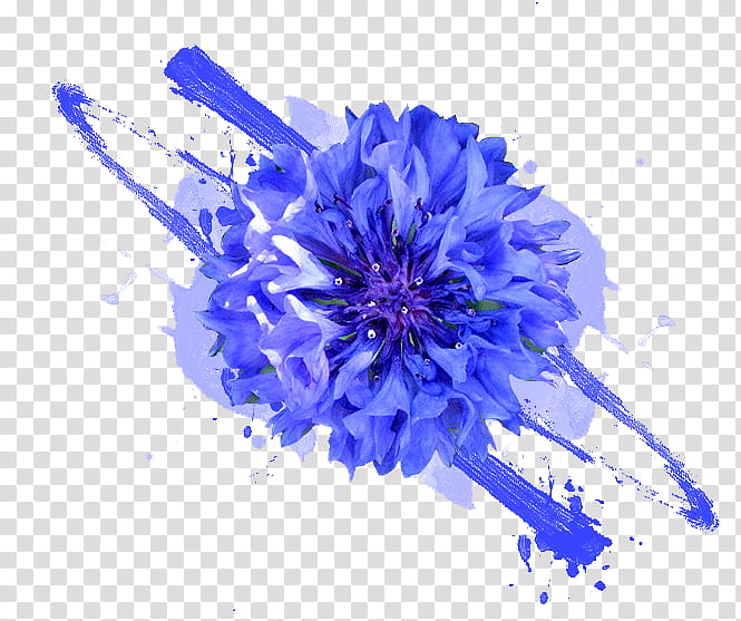 RESOURCES, blue cornflower in bloom transparent background PNG clipart