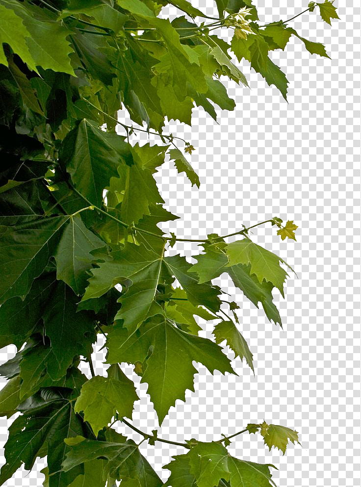 Plants leaves Mega, green palmate leaf tree transparent background PNG clipart