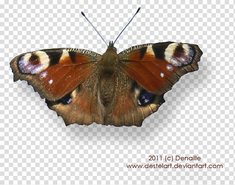 Spring mix, peacock butterfly transparent background PNG clipart