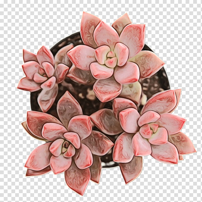 Pink Flower, Succulent Plant, Cactus, Cut Flowers, Plants, Ghostplant, Graptopetalum Bellum, Echeveria Elegans transparent background PNG clipart